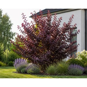 Okrasná slivka (Prunus × cistena) - výška 30-40 cm, kont. C3L